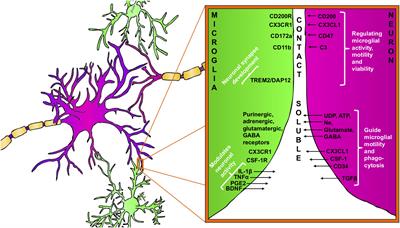 Bidirectional Microglia–Neuron Communication in Health and Disease